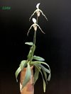 Paphiopedilum parishii var dianthum 